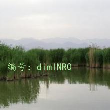 ɱ