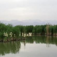 ɱ