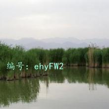 ƫ