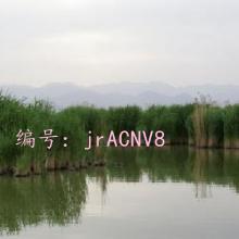 ʦ