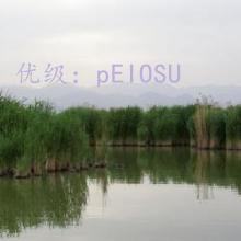 ƫ