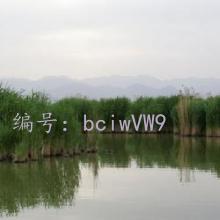 ʦ