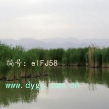 α